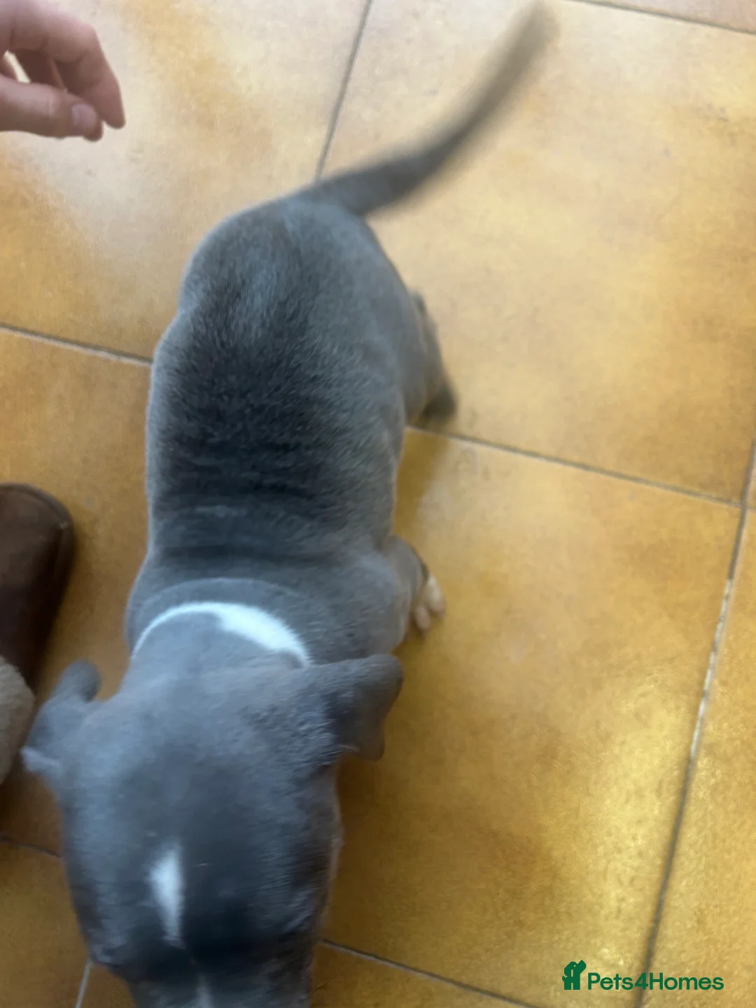 Staffordshire Bull Terrier dogs for sale: Adorable Blue-Eyed Grey Staffordshire Bull Terrier - Advert 7