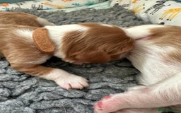 Cavalier King Charles Spaniel dogs for sale: Fully Health Tested Male CKCS Puppies - Image 23