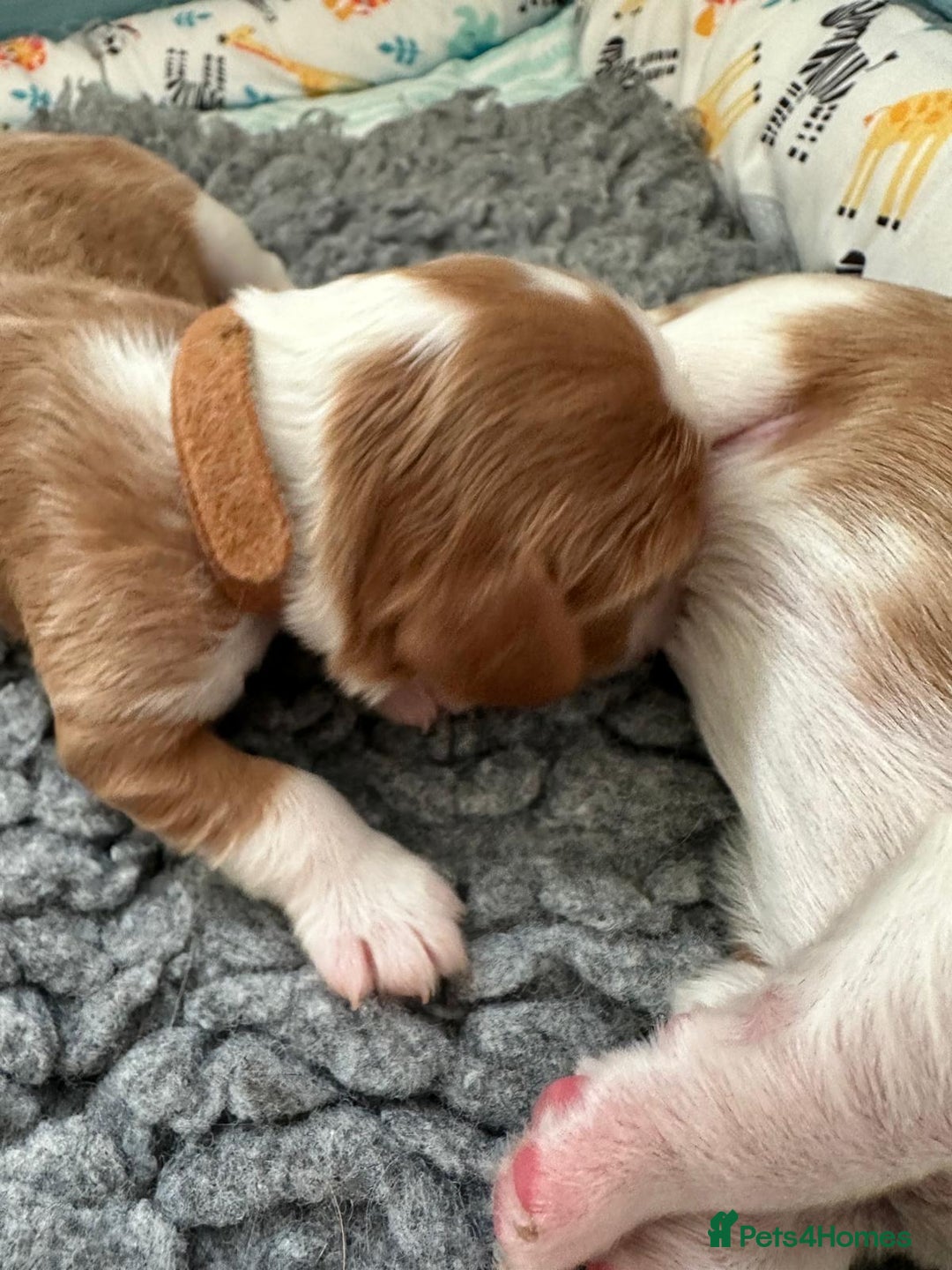 Cavalier King Charles Spaniel dogs for sale: Fully Health Tested Male CKCS Puppies - Image 23