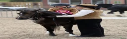 Welsh Section A horses for sale:  Princess Poppy – 11.2, 15yo Dun Welsh A Mare - Advert 3