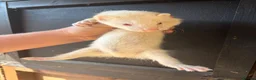 Ferret rodents for sale: 6 male ferrets  - Advert 3