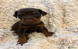 Dobermann dogs for sale: 12 stunning Doberman puppies - Image 21
