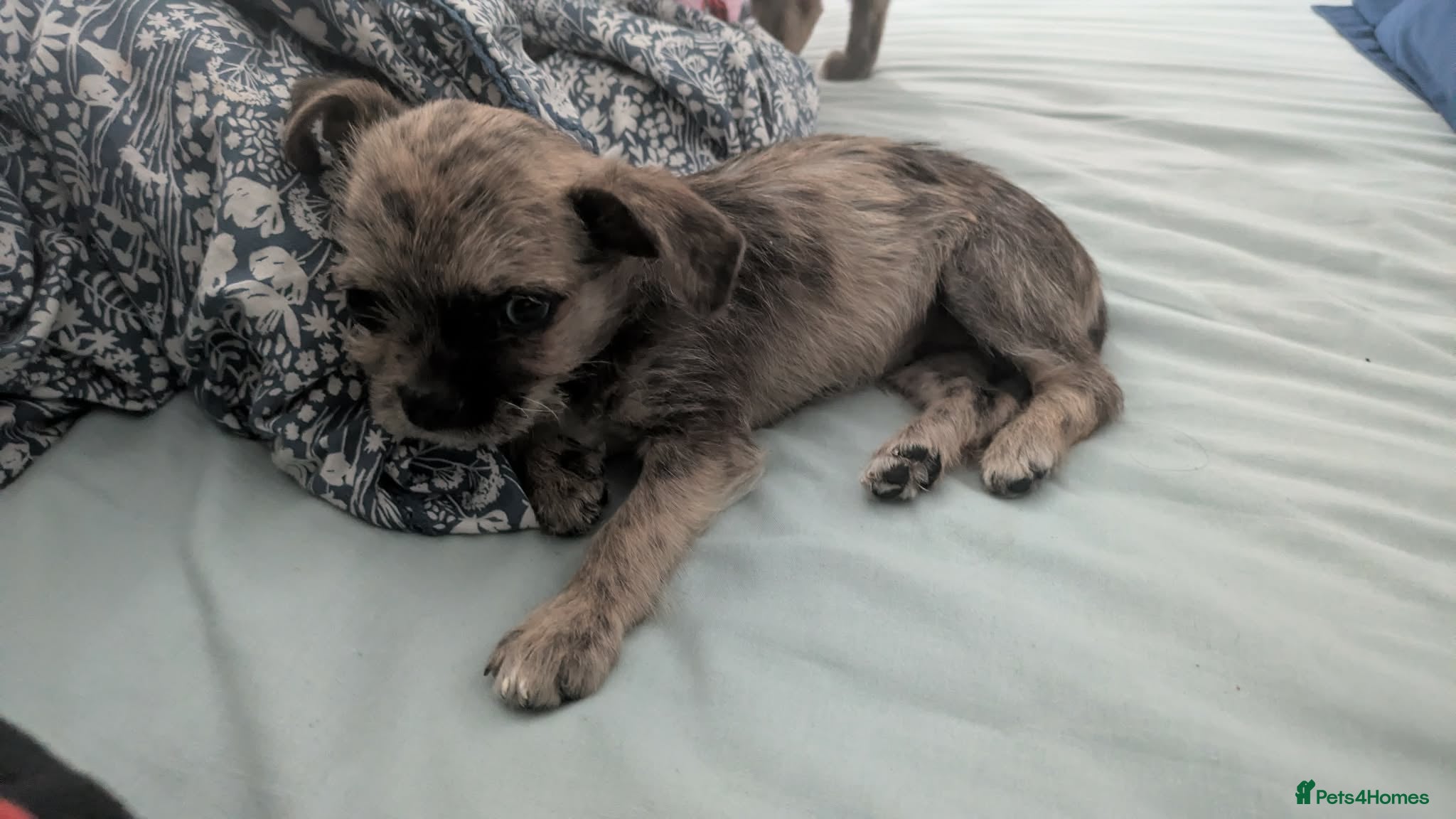 Shorkie dogs for sale: Puppy for sale - Advert 4