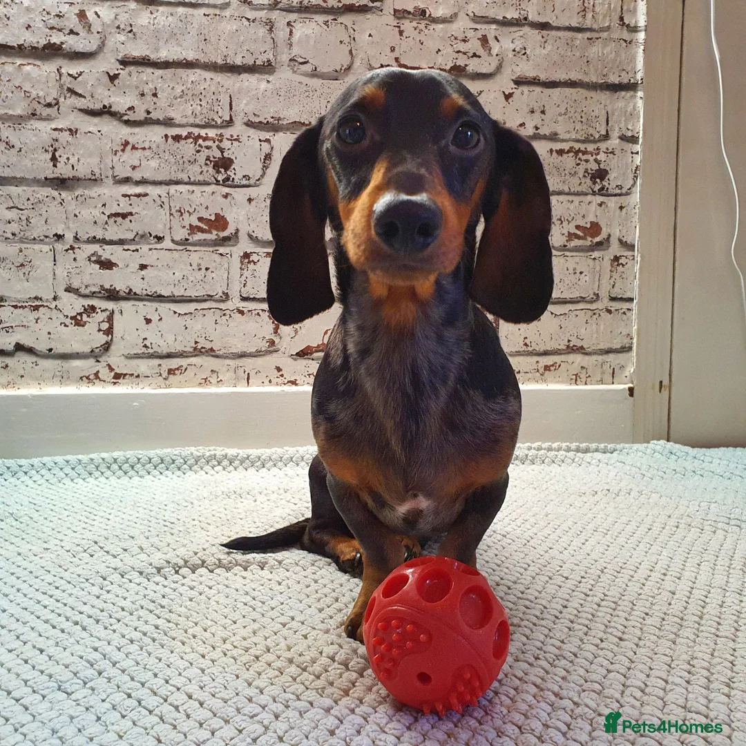 Miniature Dachshund dogs for sale: Mini Dachshund Girl - Advert 7