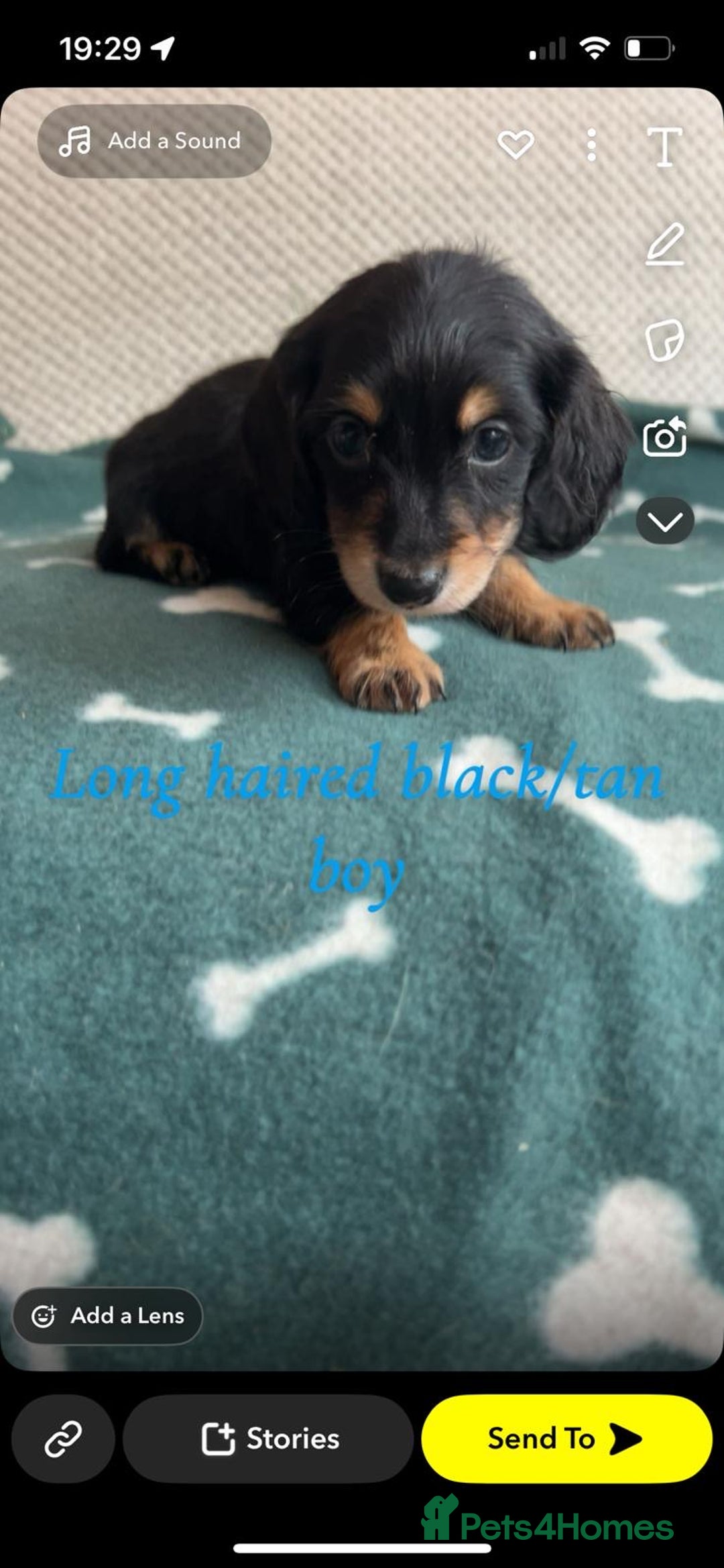 Miniature Dachshund dogs for sale: ***long haired mini dachshunds **** - Image 15