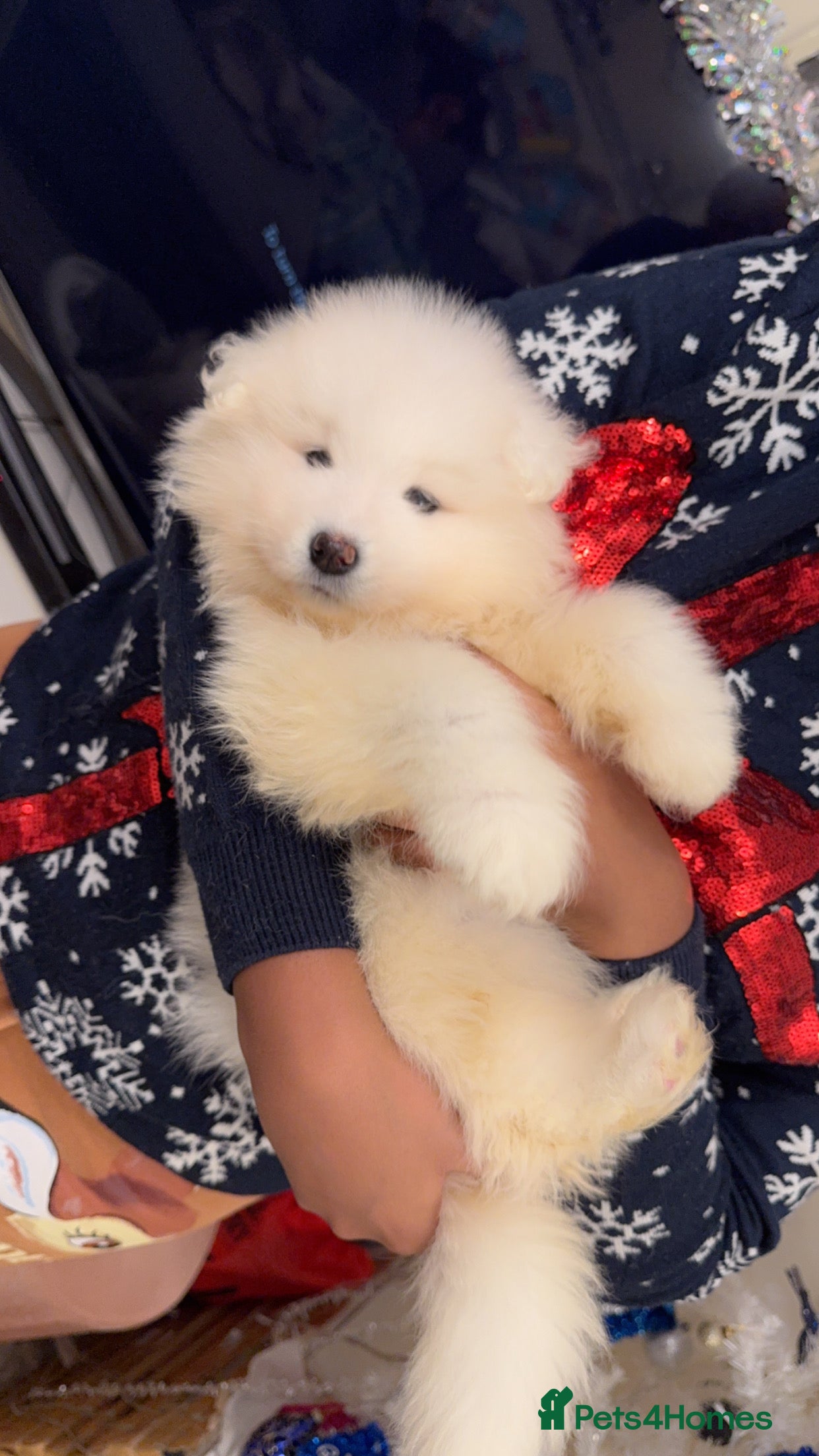 Samoyed dogs Ready to leave Beautiful Temperament pups❤️ - Advert 6