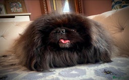 Pekingese dogs for sale: Stunning Quality Pekingese puppies Ready Now  - Image 11
