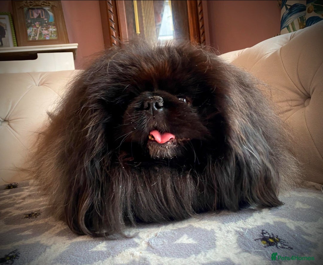 Pekingese dogs for sale: Stunning Quality Pekingese puppies Ready Now  - Image 11