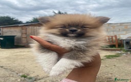 Pomeranian dogs for sale: Beautiful Russian bloodline Pomeranian puppies - Image 18
