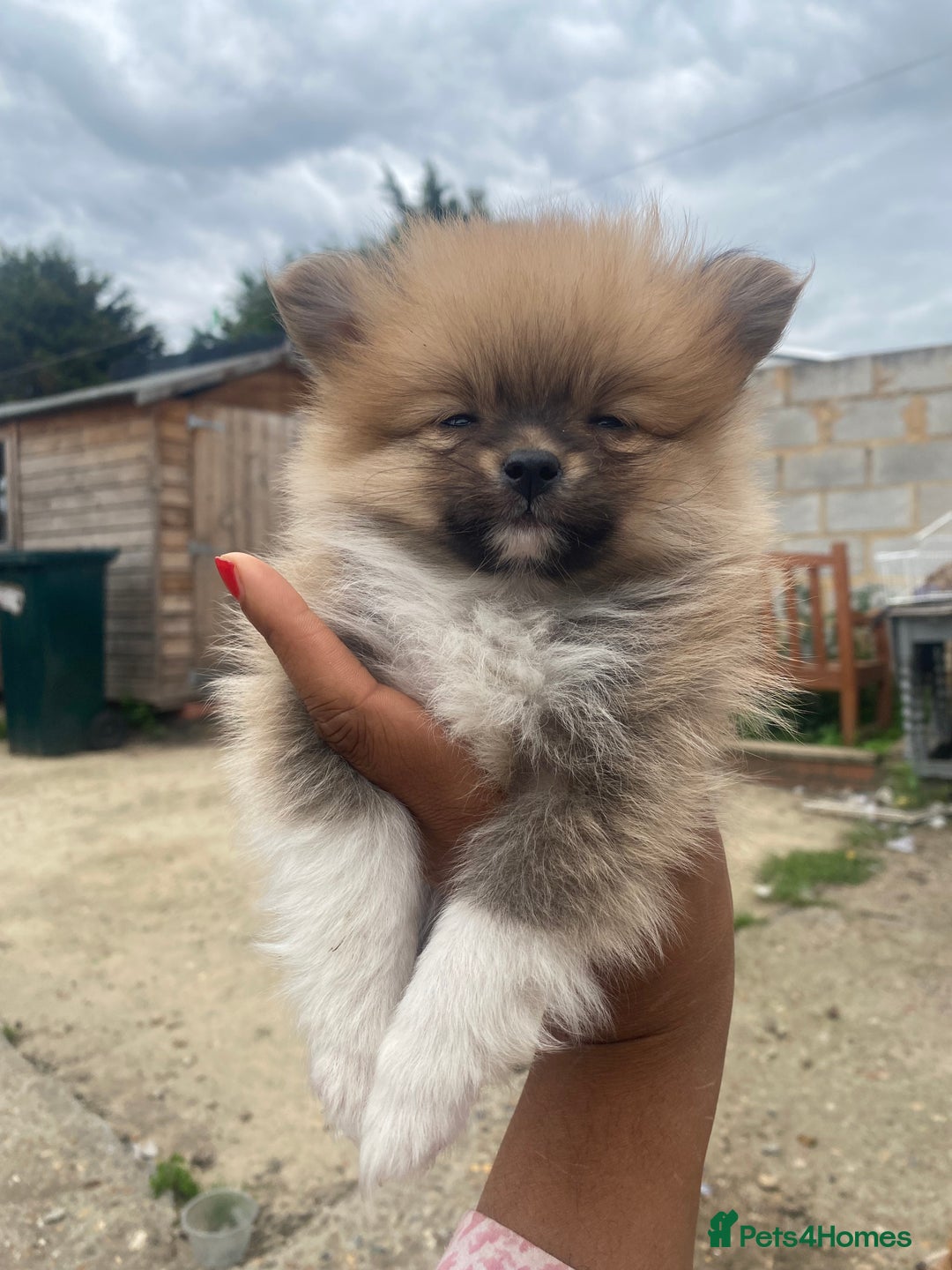 Pomeranian dogs for sale: Beautiful Russian bloodline Pomeranian puppies - Image 18