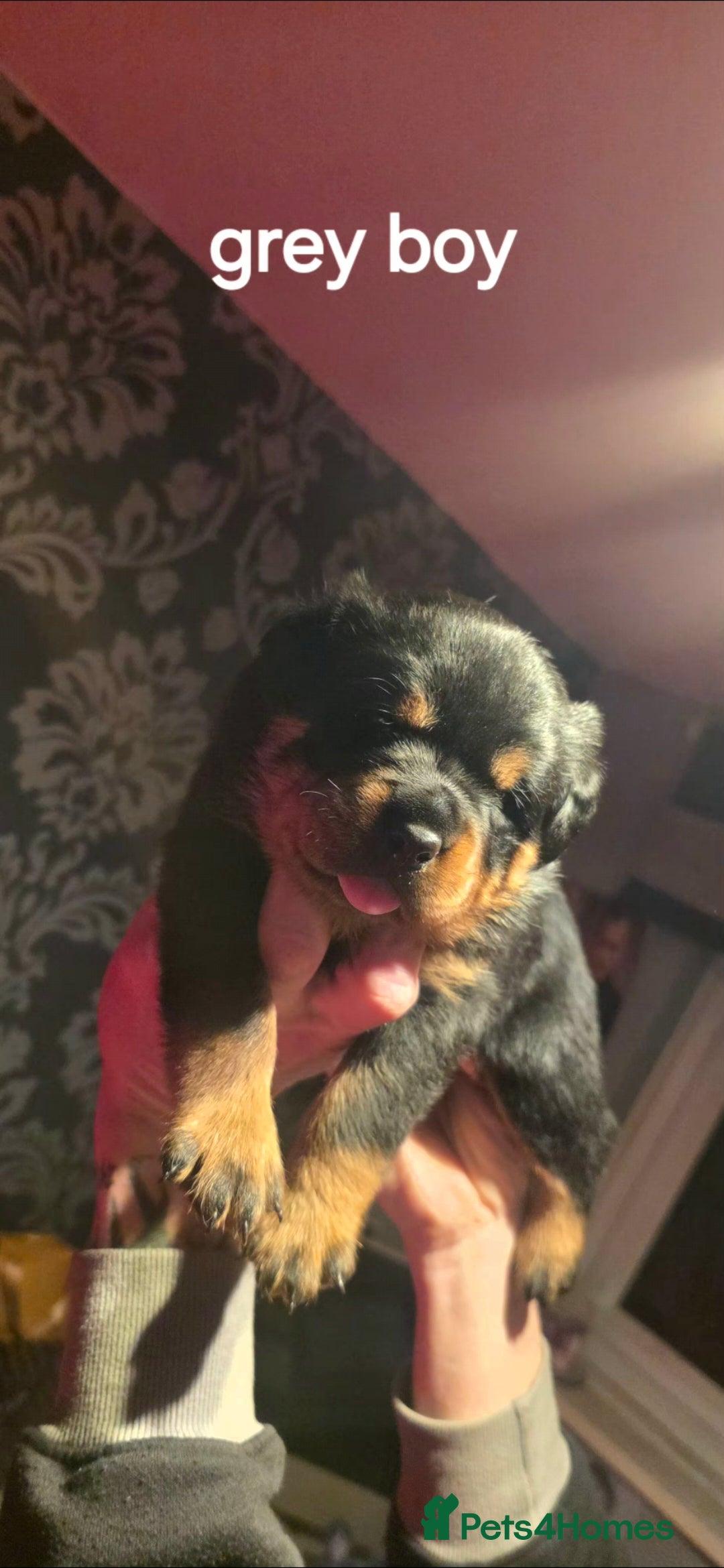 Rottweiler dogs for sale: Kc rottweiler  - Advert 7