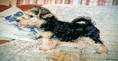 Lakeland Terrier dogs - Advert 1