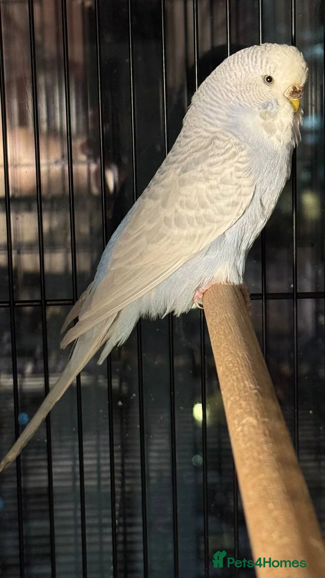 Budgerigars birds for sale: Violet dilute budgie hen in London - Advert 1