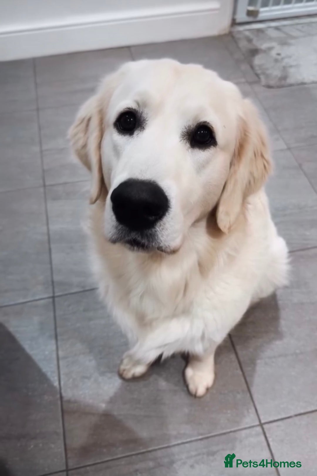 Golden Retriever dogs for stud: Bear -Now available for stud  - Advert 3