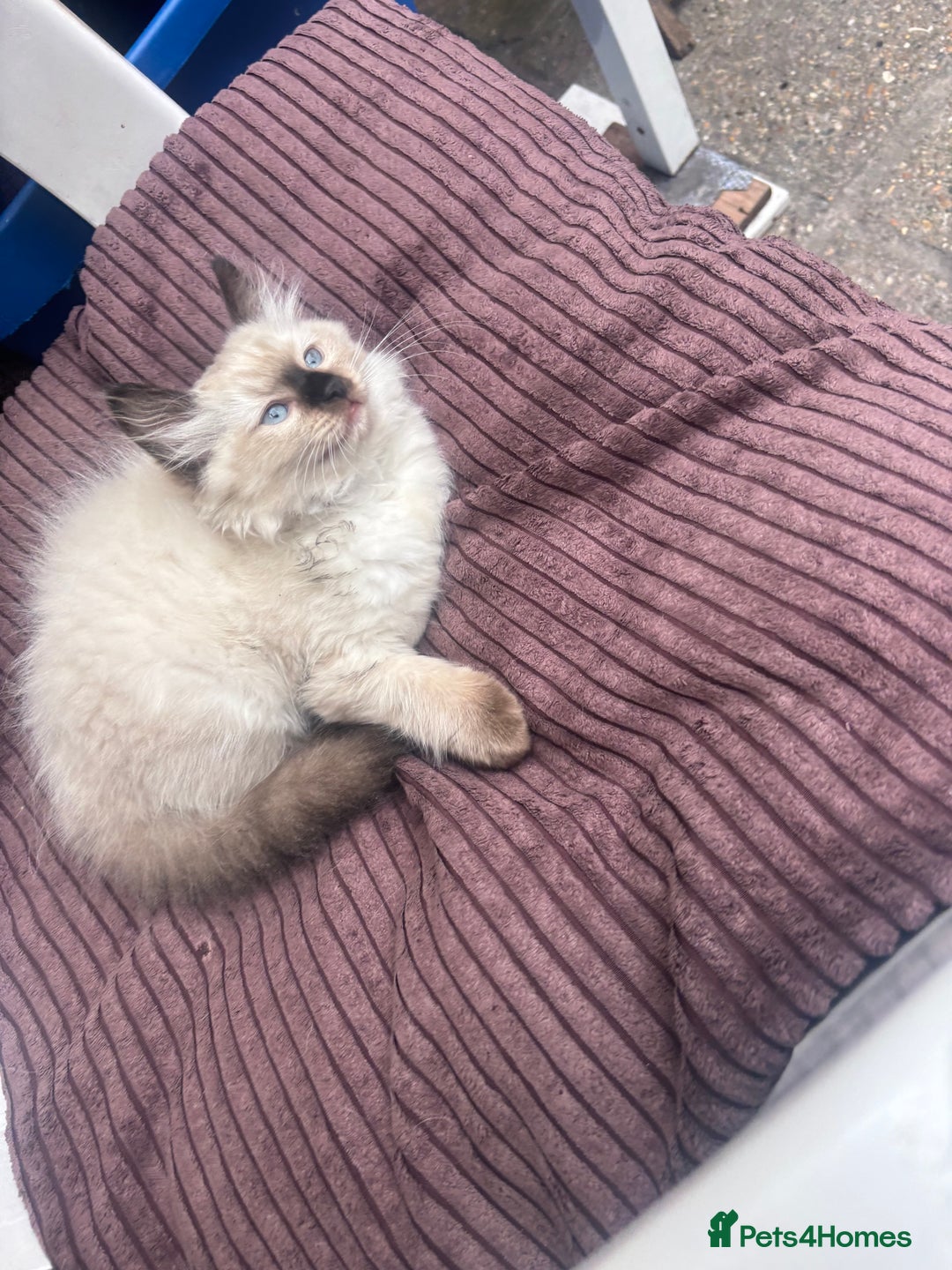 Ragdoll cats for sale: Ragdoll kittens - Image 12