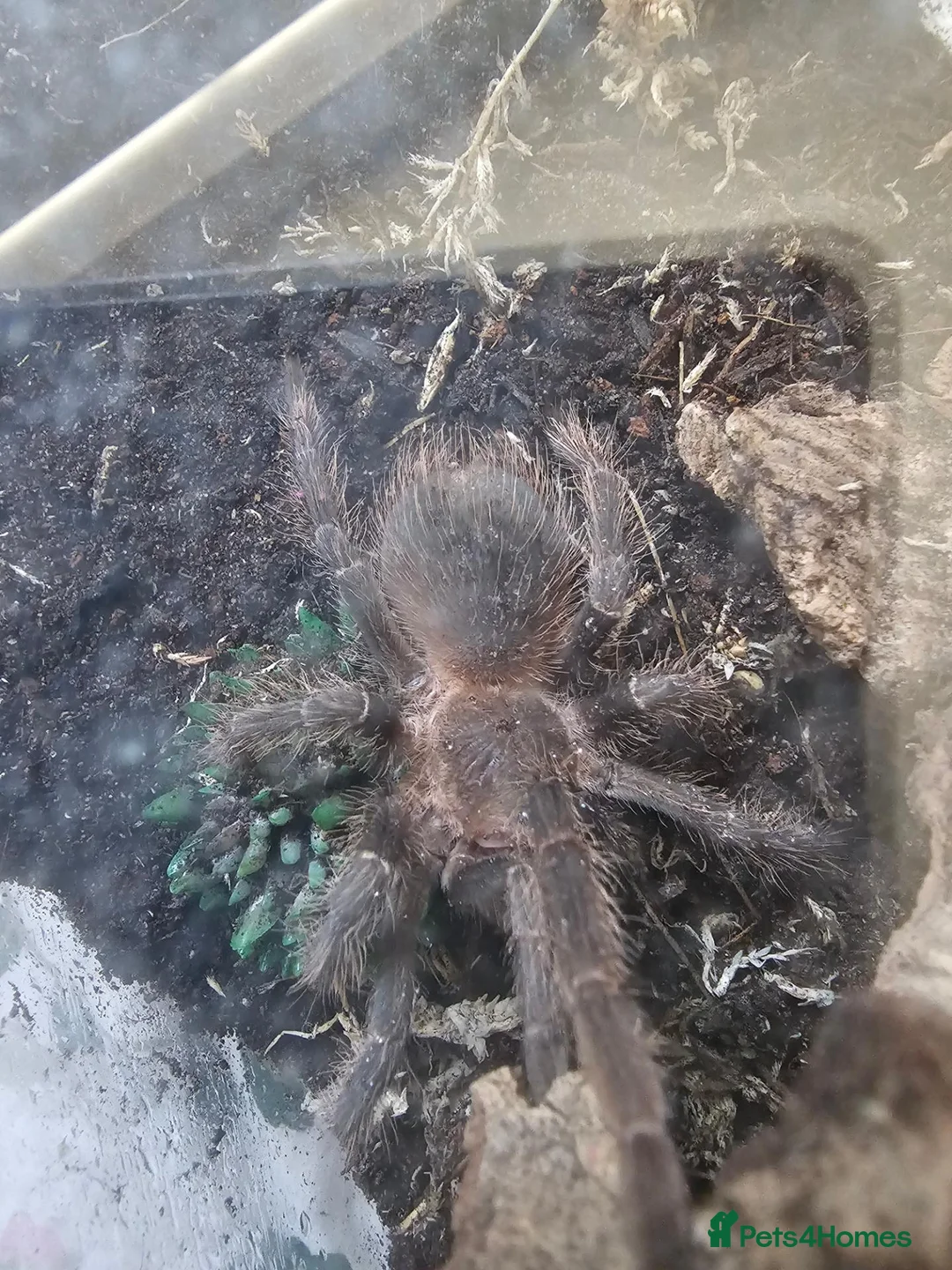 Tarantulas invertebrates for sale: Salmon pink tarantula young unknown sex in Colchester - Advert 4