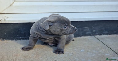 Staffordshire Bull Terrier dogs BOSS SOLID BLUE BOY SHORT & STOCKY TYPE  - Advert 13