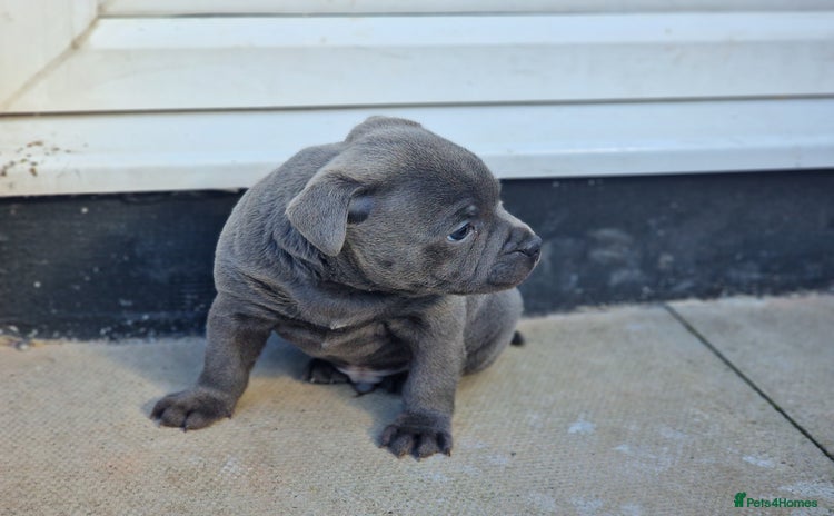 Staffordshire Bull Terrier dogs BOSS SOLID BLUE BOY SHORT & STOCKY TYPE  - Advert 9