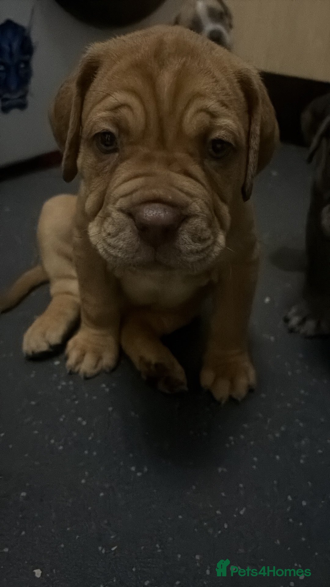 Mastiff dogs Mastiff hybrids  - Advert 1