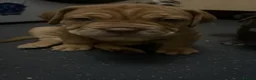 Mastiff dogs for sale: Mastiff hybrids  - Advert 1