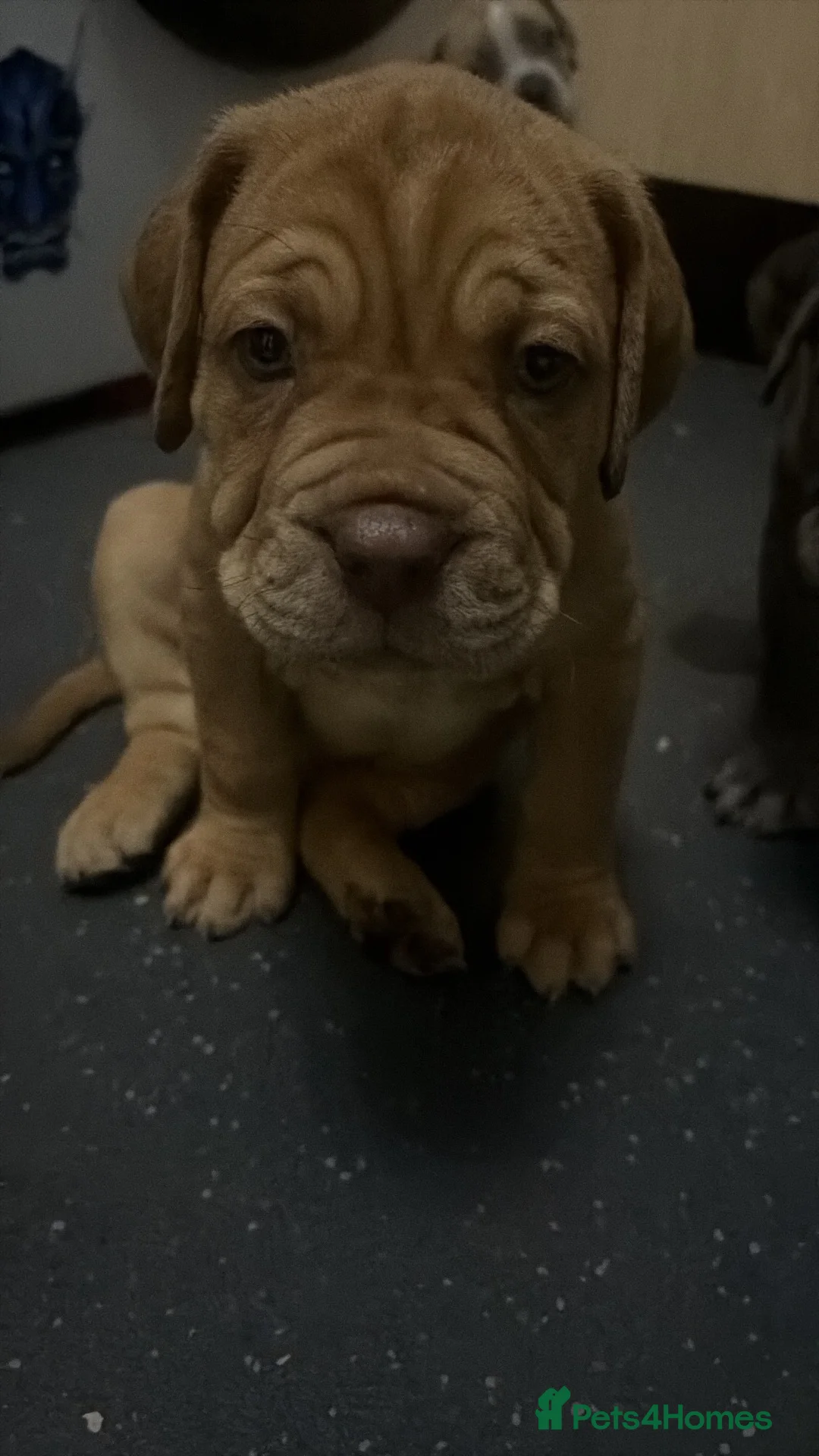 Mastiff dogs for sale: Mastiff hybrids  - Advert 1