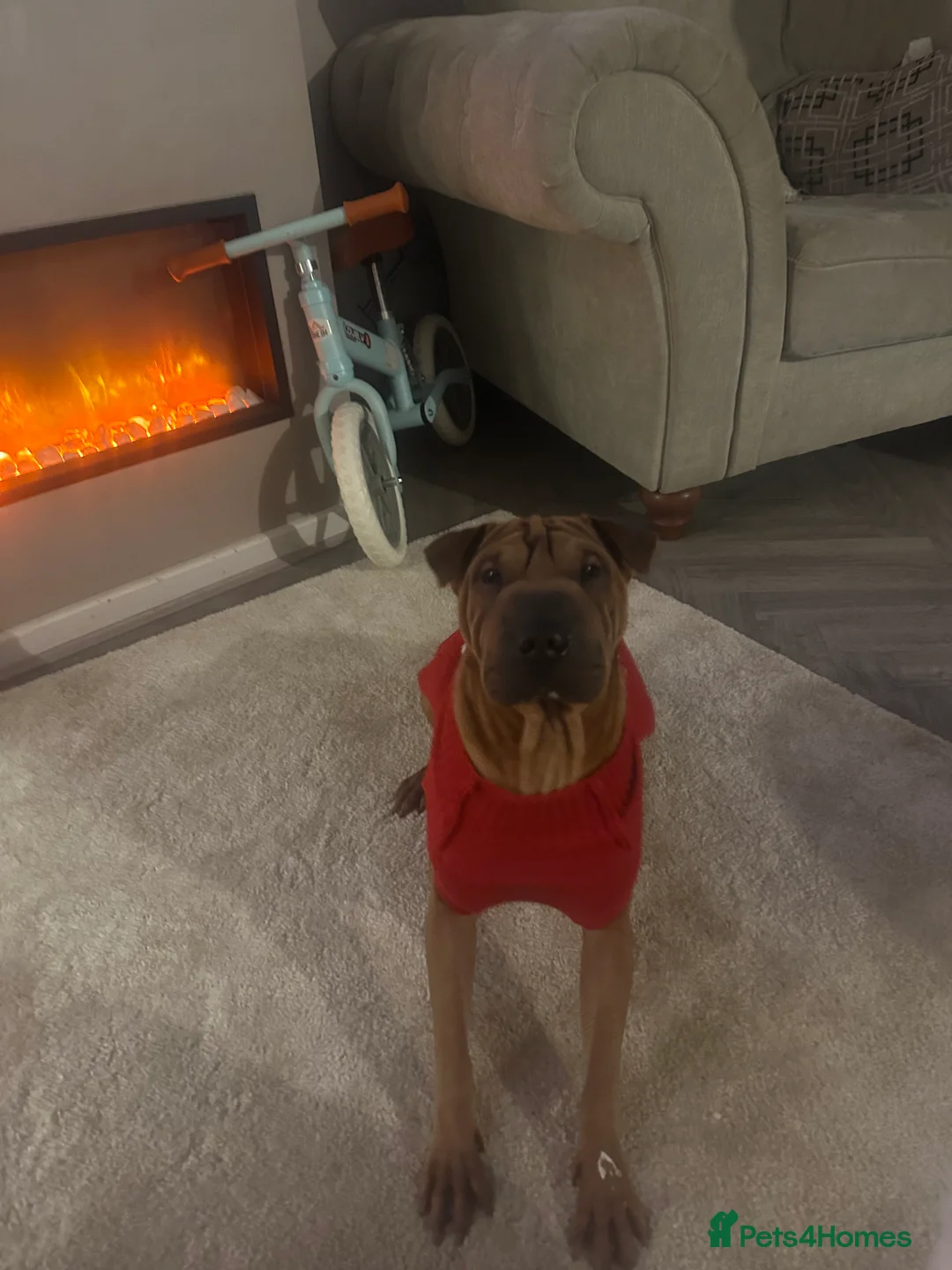 Shar Pei dogs for sale: Shar pei female - Advert 6