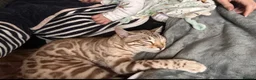 Bengal cats for sale: Beautiful young female Bengal  - Advert 1