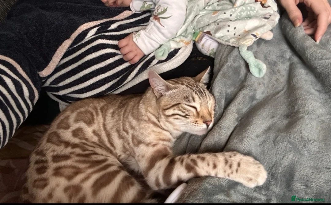 Bengal cats for sale: Beautiful young female Bengal  - Advert 1