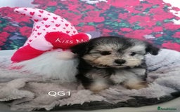 Maltipoo dogs for sale: Stunning  TINY phantom Maltipoos ready now  - Image 3