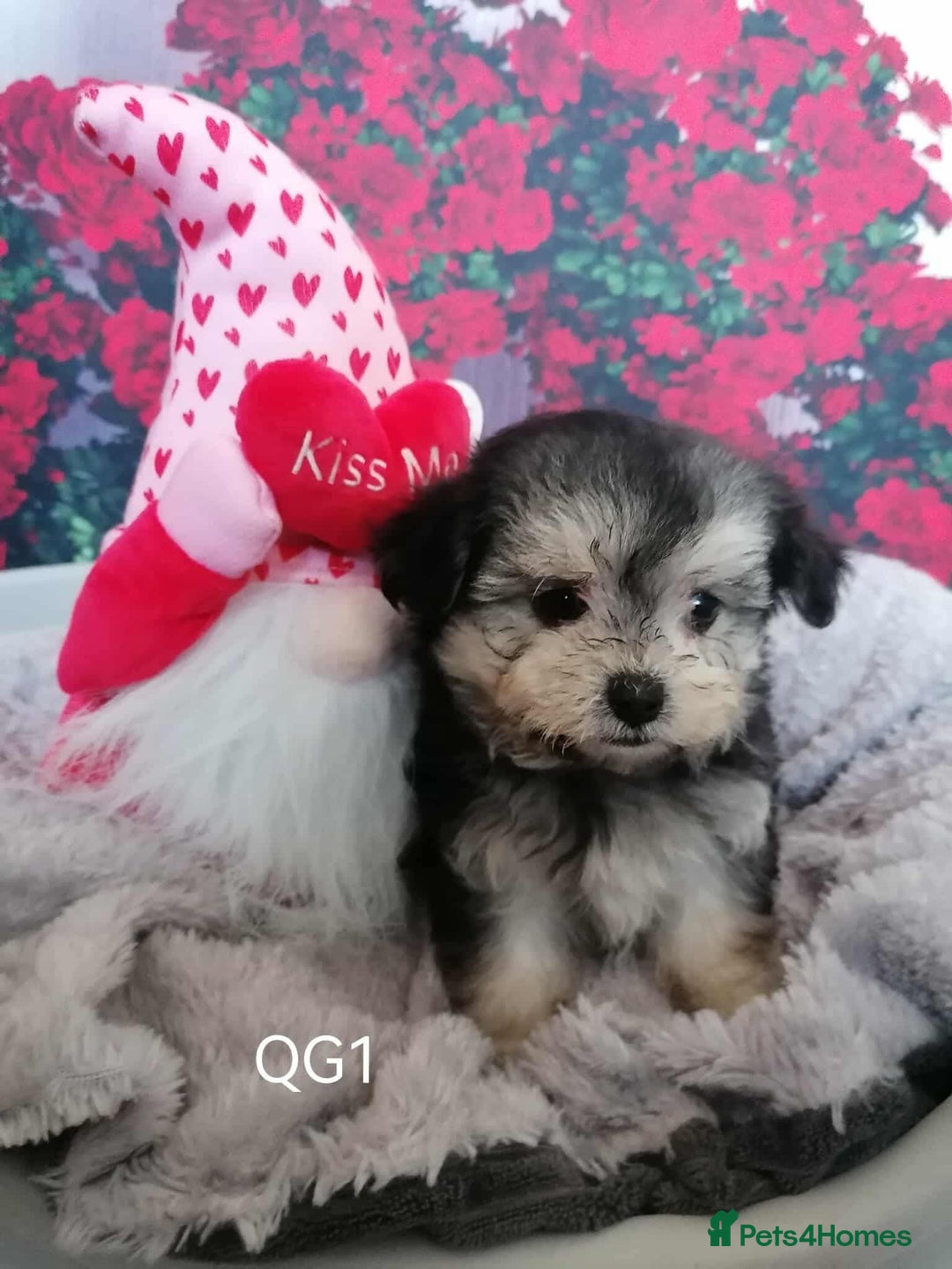 Maltipoo dogs for sale: Stunning  TINY phantom Maltipoos ready now  - Image 3