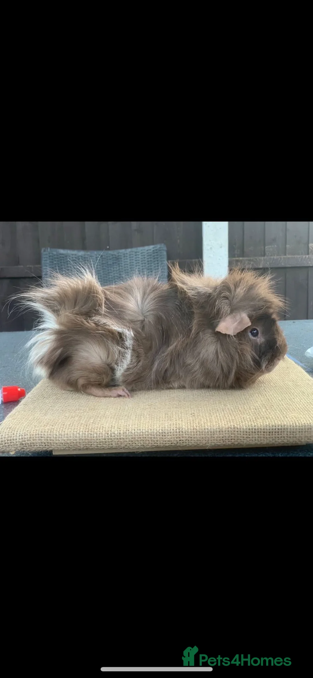 Guinea Pig rodents for sale: Bugsey is the last one left!  - Advert 6