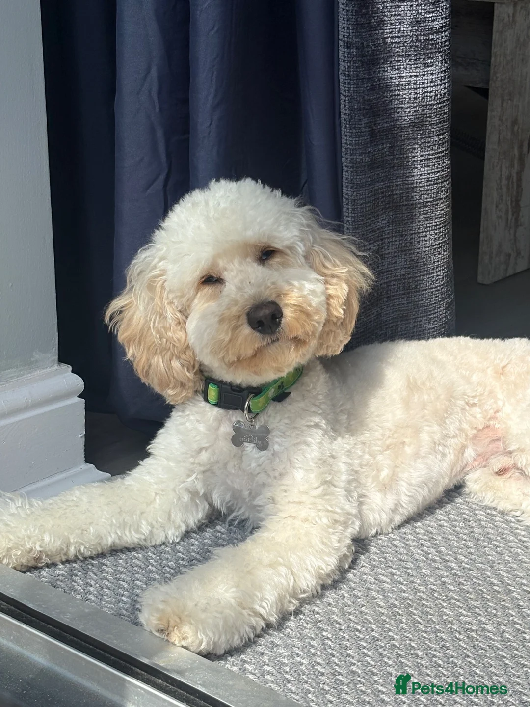Cockapoo dogs for stud: Beautiful cockapoo available for Stud  in Hemel Hempstead - Advert 2