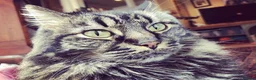 Savannah cats for sale: Stunning Savannah cross kittens, mum TICA reg - Advert 14