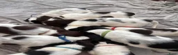 English Springer Spaniel dogs for sale: Springer spaniel puppies - Advert 16