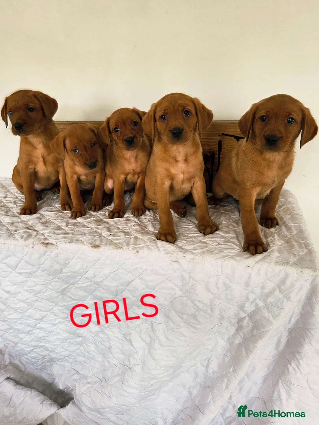 Labrador Retriever dogs for sale: Propa Fox Red lab Pups available  - Advert 9
