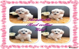 Maltipoo dogs for sale: Beautiful Maltipoo💙 boys and girls❤️ pra clear in Newark - Image 22