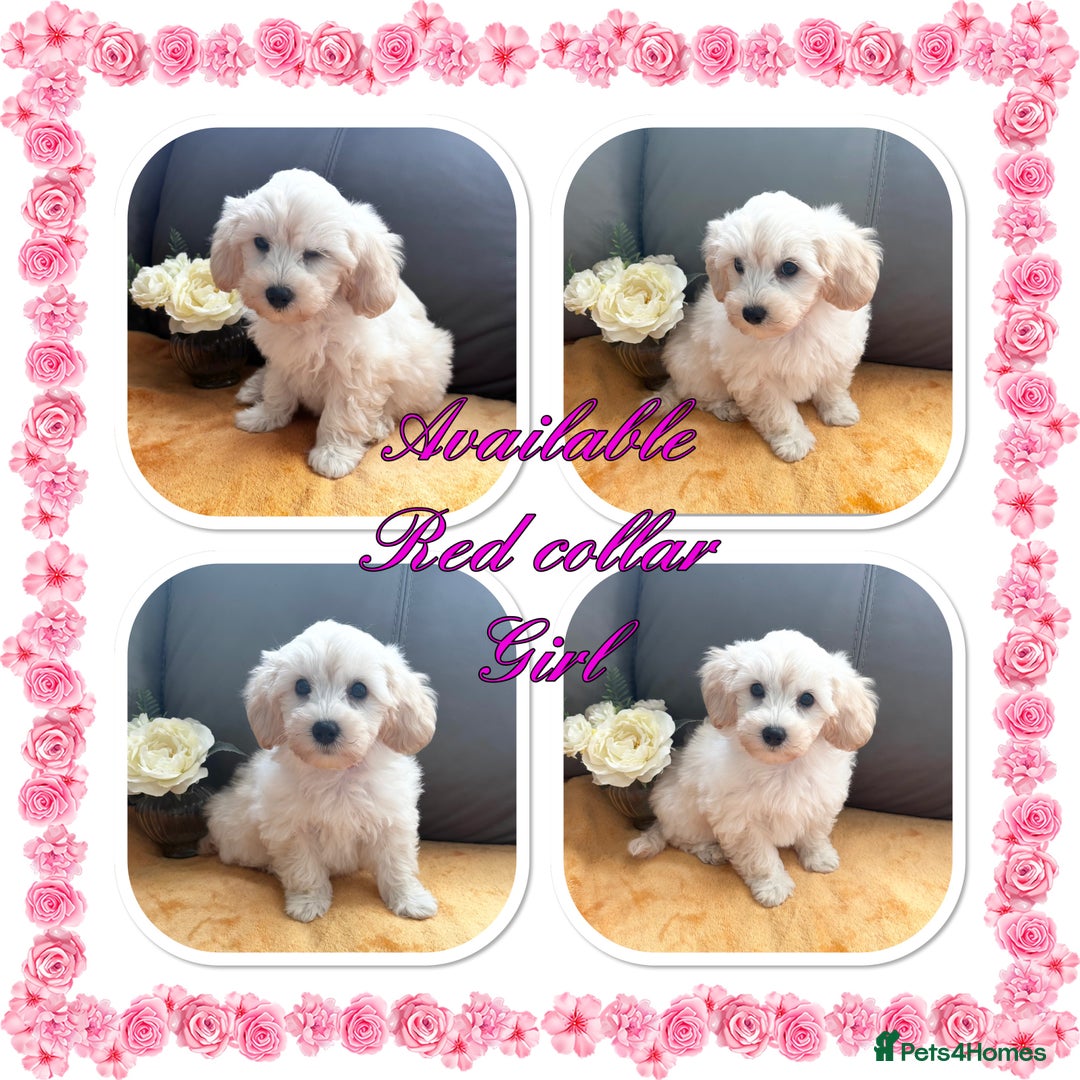 Maltipoo dogs for sale: Beautiful Maltipoo💙 boys and girls❤️ pra clear in Newark - Image 22