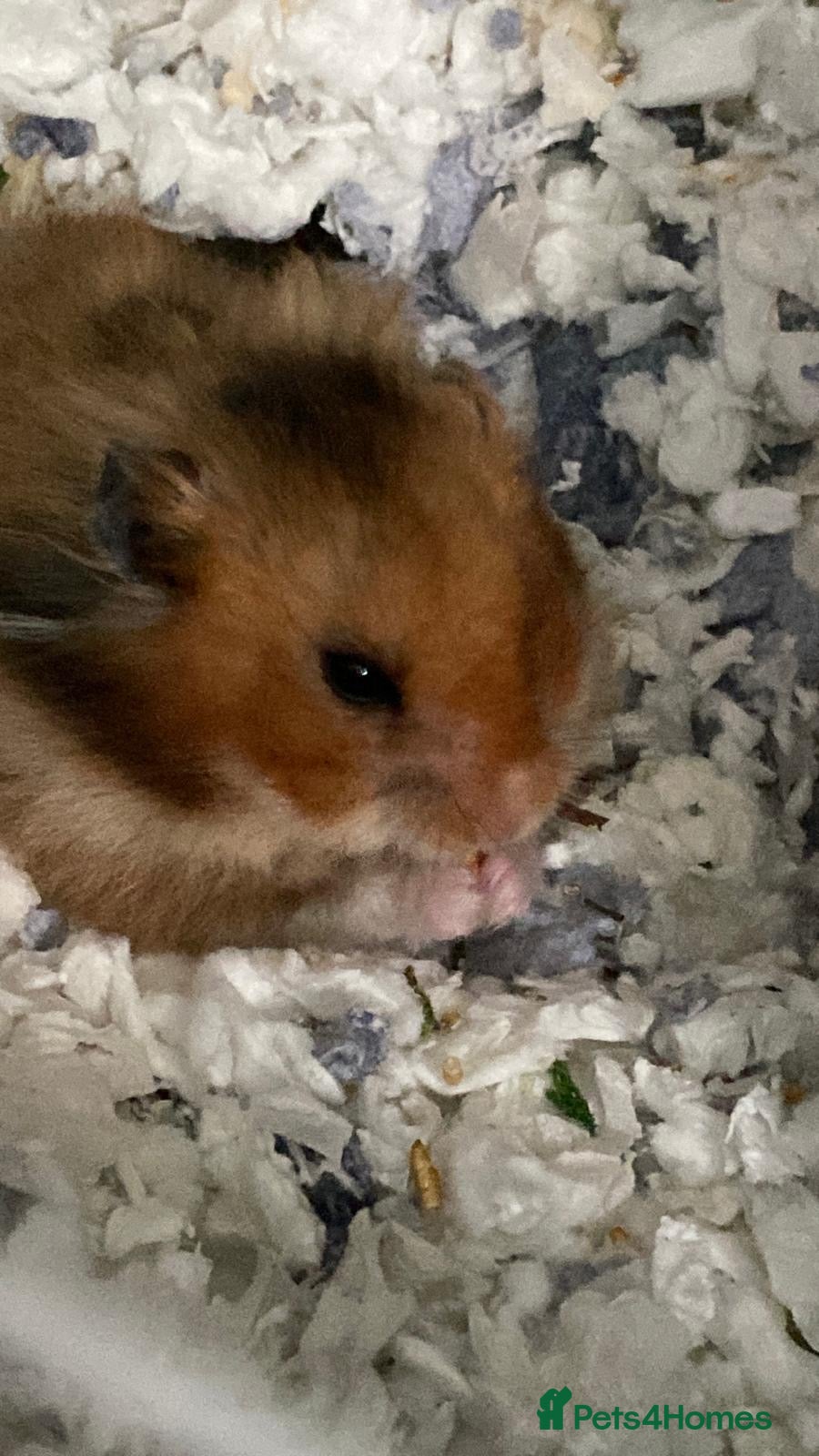 Hamster rodents Friendly hamster looking for a loving new home - Advert 1
