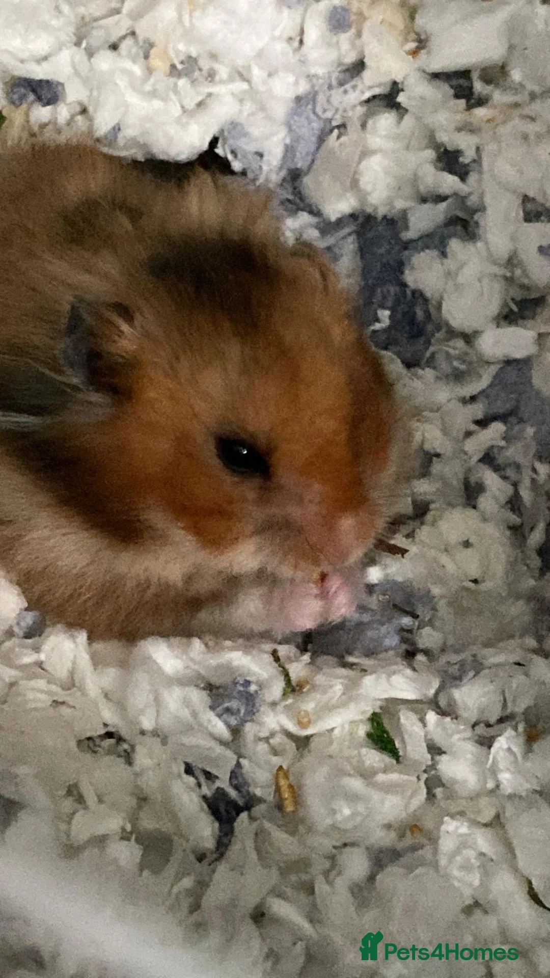 Hamster rodents for sale: Friendly hamster looking for a loving new home in London - Advert 1