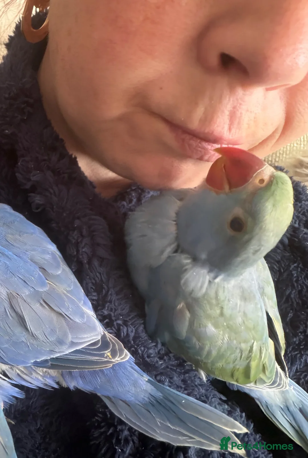 Ringnecks birds for sale: Hand reared ringnecks  in Stockton-on-Tees - Advert 2