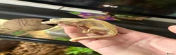 Gecko reptiles for sale: Crested geckos babies and adults and breeding grou - Advert 5