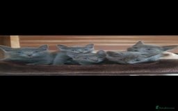 Russian Blue cats for sale: GCCF registered Russian blue kittens  - Image 6
