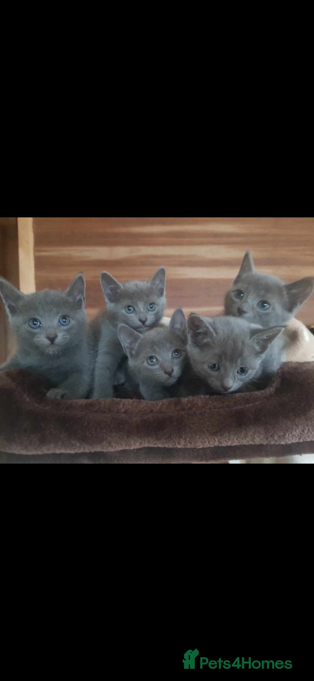 Russian Blue cats for sale: GCCF registered Russian blue kittens  - Image 6