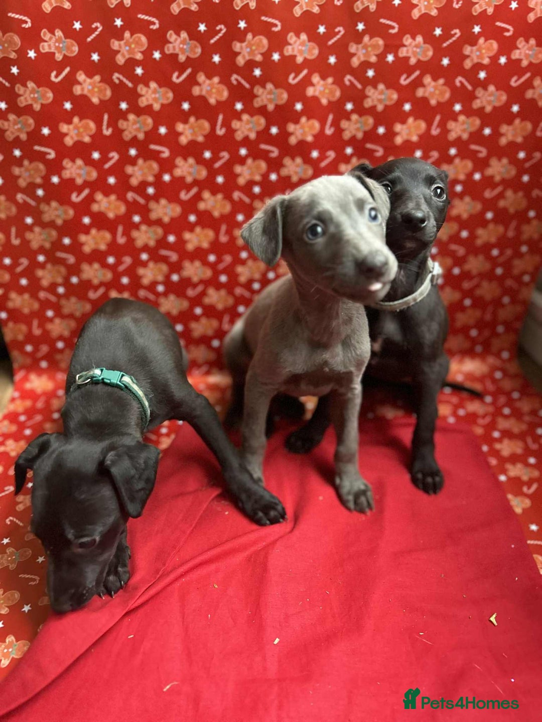 Whippet dogs for sale: Whippet puppies ⭐️READY TO LEAVE NOW ⭐️ - Advert 1