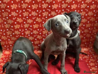Whippet dogs Whippet puppies ⭐️READY TO LEAVE NOW ⭐️ - Advert 2