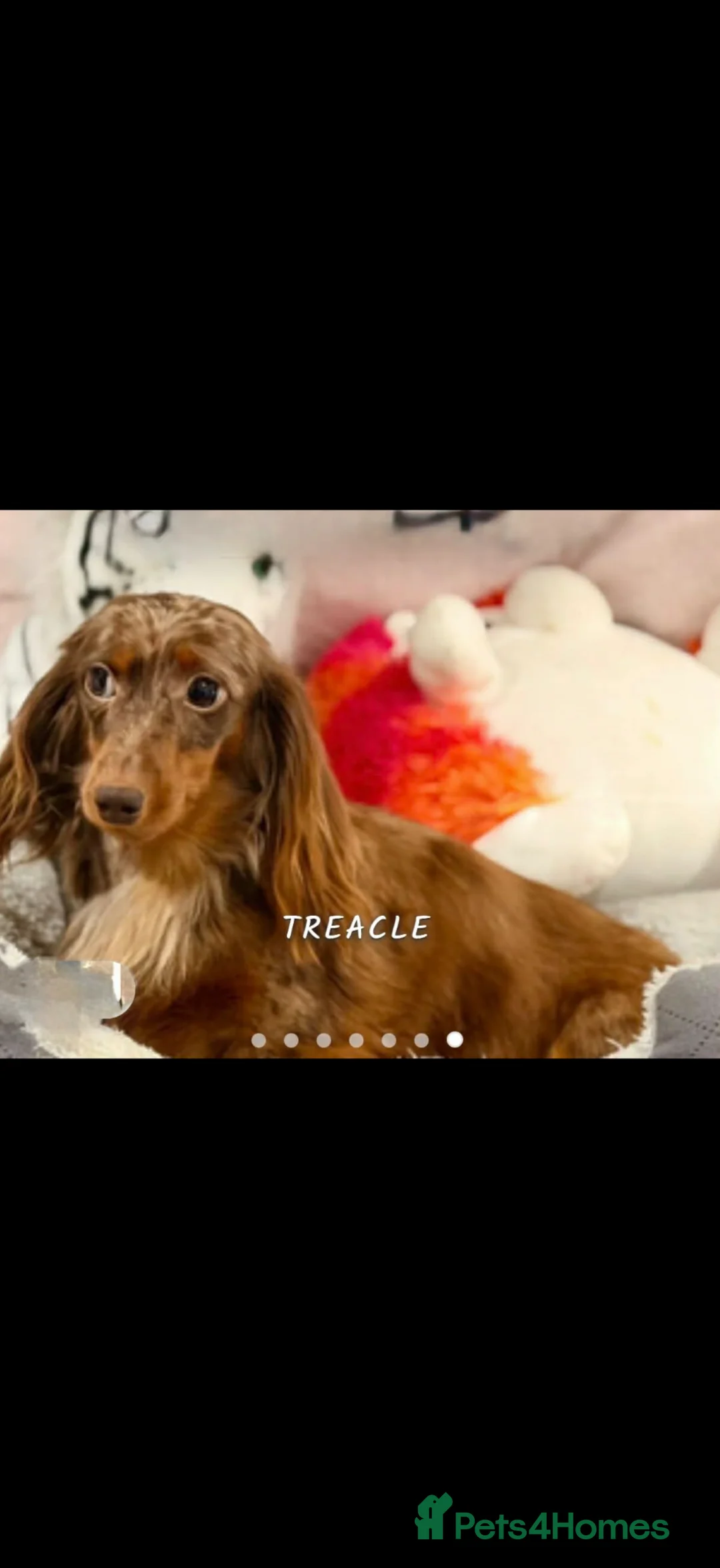Dachshund dogs for sale: Longhaired Dachshund - Advert 1