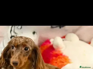 Dachshund dogs Longhaired Dachshund - Advert 1