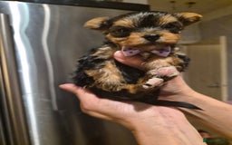 Yorkshire Terrier dogs for sale: 💝Beautiful Miniature Babies from 250g💝 - Image 19