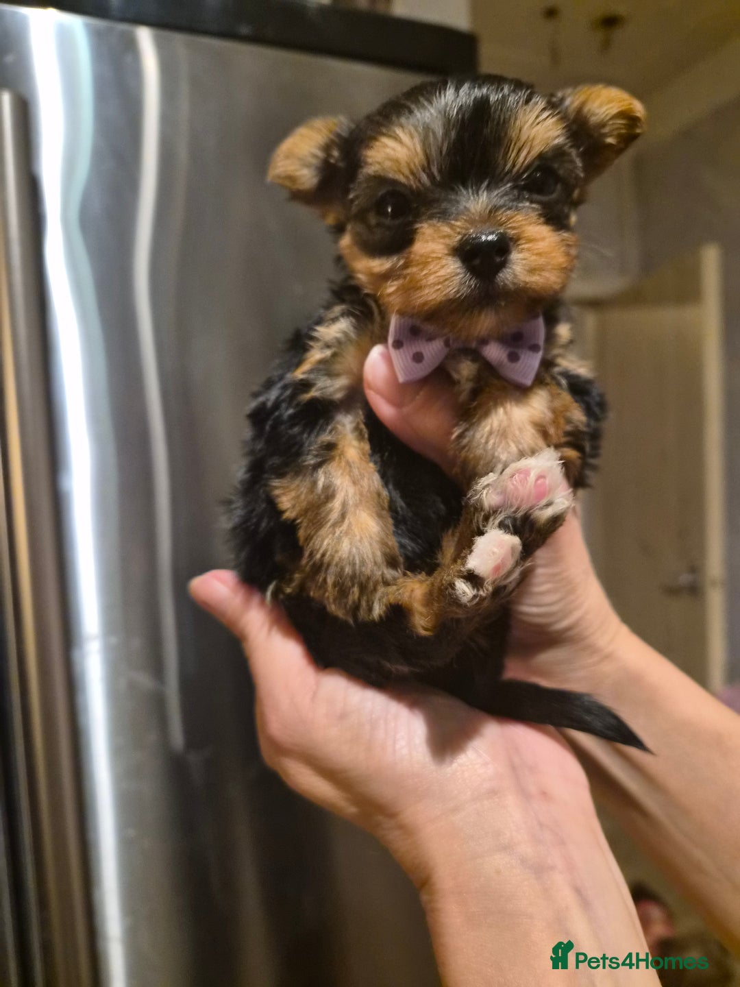 Yorkshire Terrier dogs for sale: 💝Beautiful Miniature Babies from 250g💝 - Image 19