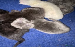 Mixed Breed cats for sale: Beautiful little of kittens  - Image 7
